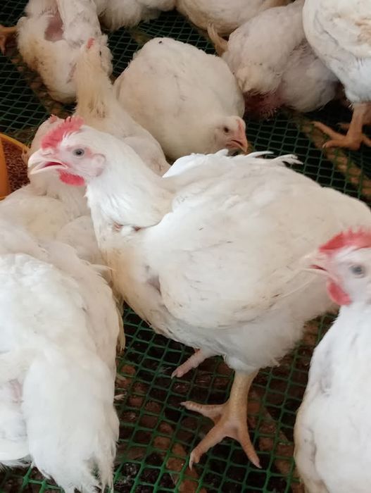 Pui alb de carne bun de sacrificat