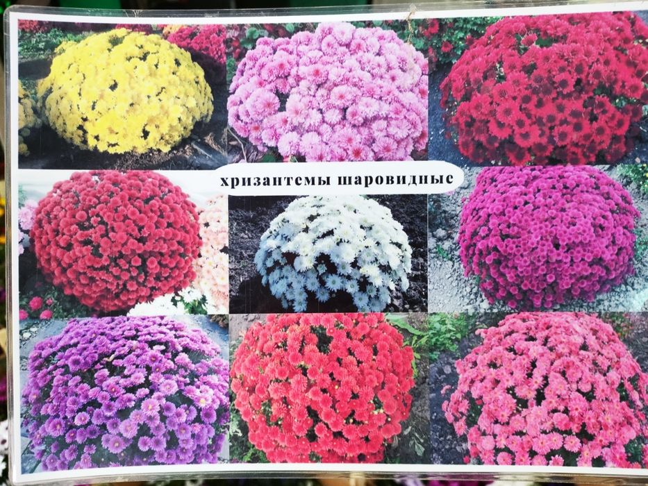 Садовое растения, доставка