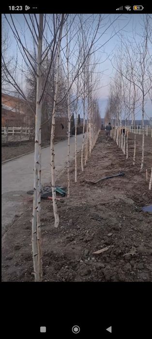 Vând mestecan alb  sălci pletoasă molid brad salcâm la un preț bun