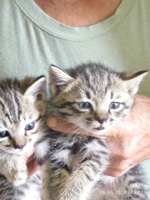 Продам котят 2 месяца ! Британцы корткошерстные.