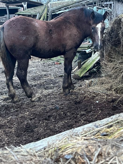 Manz de vanzare Igriș