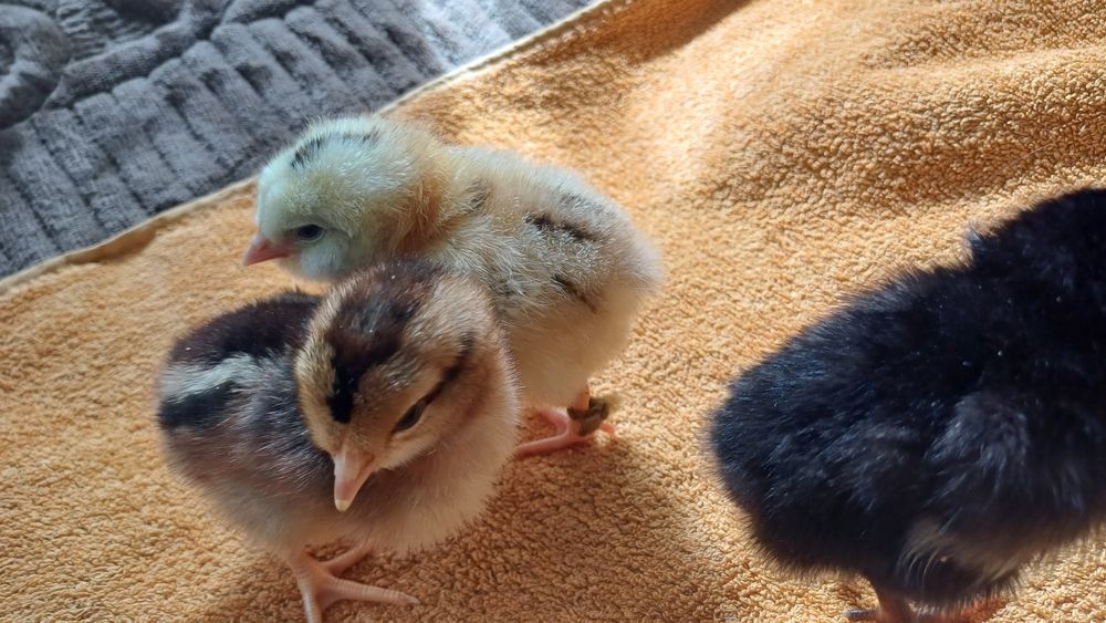 Продам цыплят несушки
