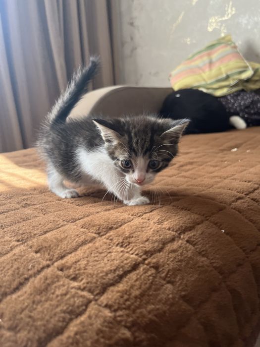 Отдам котят в добрые руки!