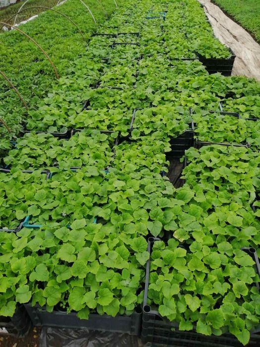 Разсад Краставици в Кофичка