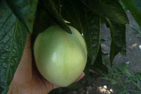 Разсад ПЕПИНО (пъпешово дърво)