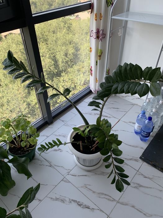 Продам комнатные растения