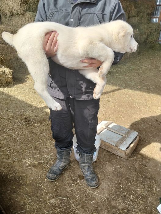 Собака САО мальчик