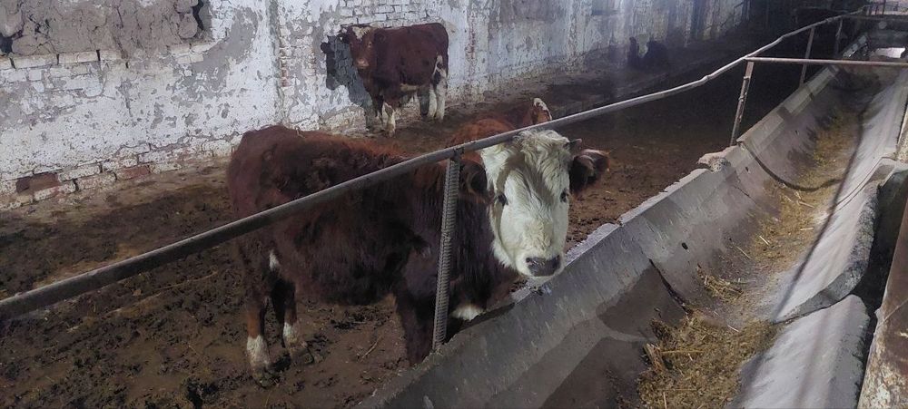 Zottor mollar sotiladi