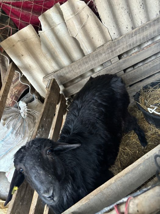 Қошқар сатылымда