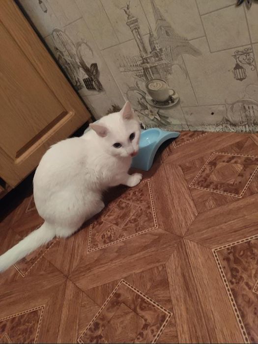 Котёнок 
И многое другое также отдадим 
Тихи б