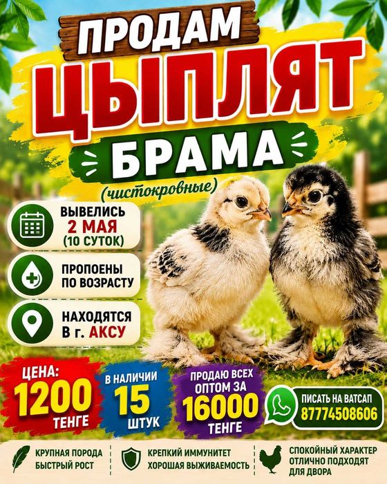 Продам цыплят Брама