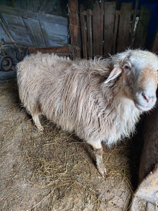 Продам кошкар 2 года