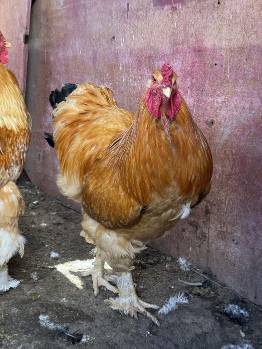 Продаются петухи