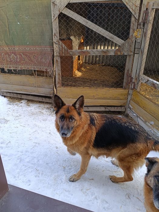 Немецкая овчарка, девочка