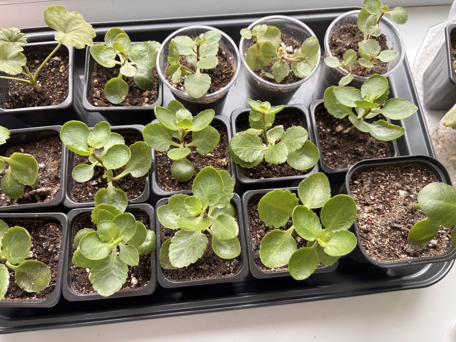 Продам комнатные цветы