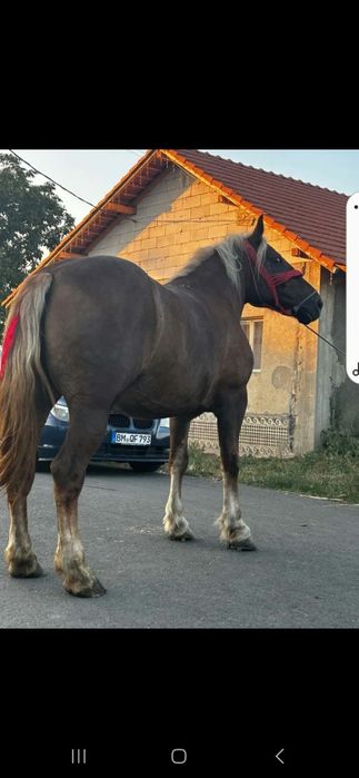 Vând sau schimb iapa