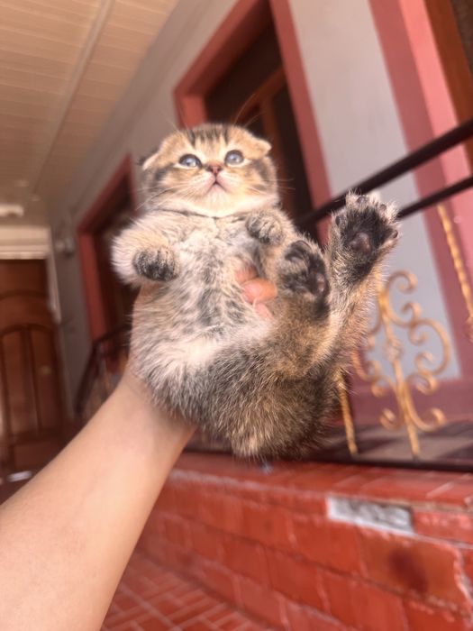 Sotiladi zalatoy shinshila otasi onasi fold