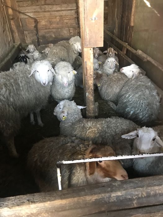 Тоқтылвр сатылады