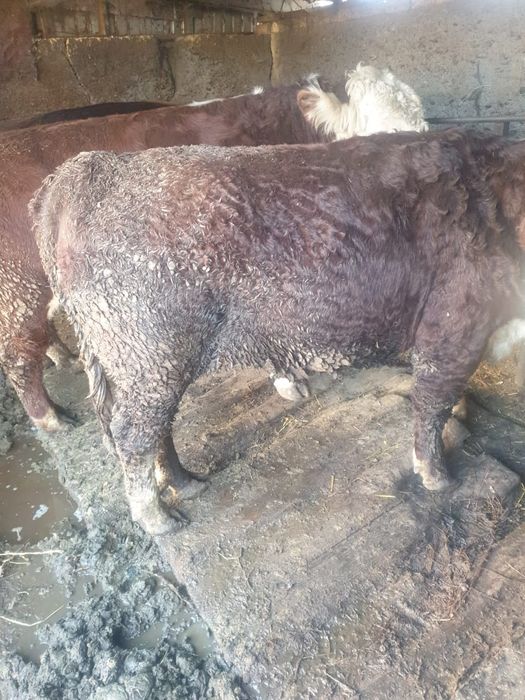 Сельхоз животные продам