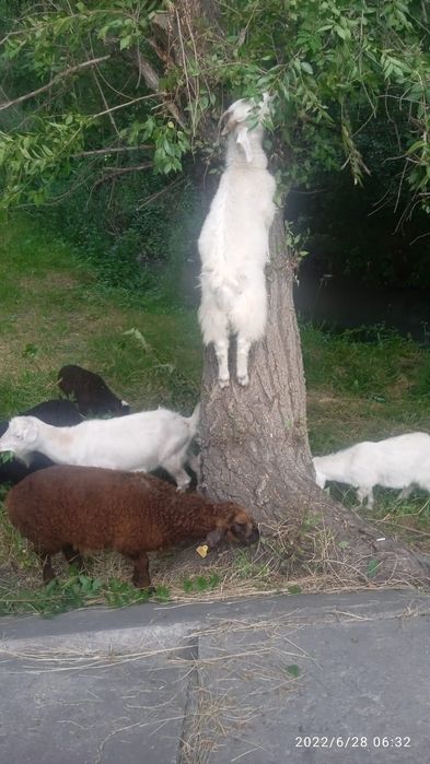 Продам молодые барашки козы