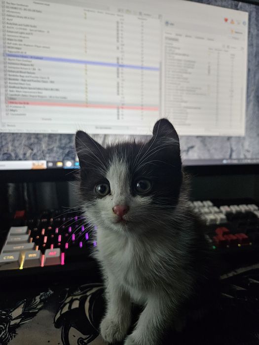 Отдам котёнка мальчика