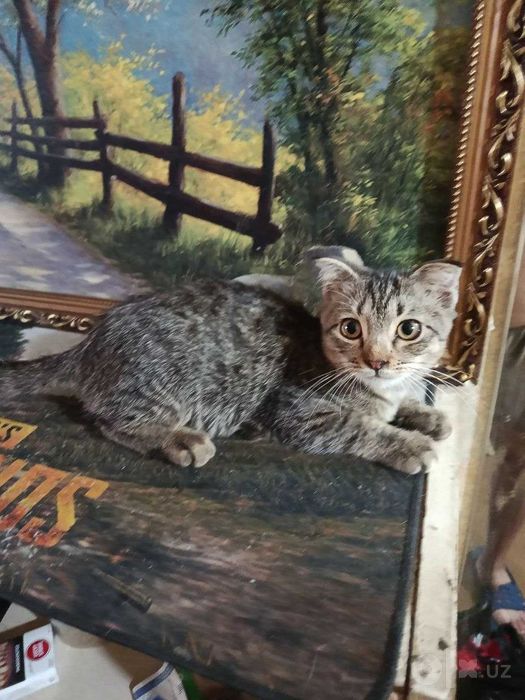 Котята в добрые руки Страйт и фолд..