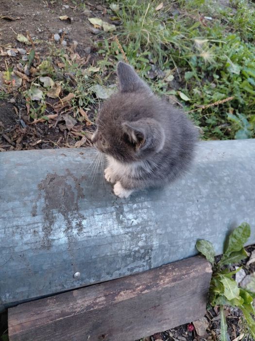 Отдам котят в хорошие руки
