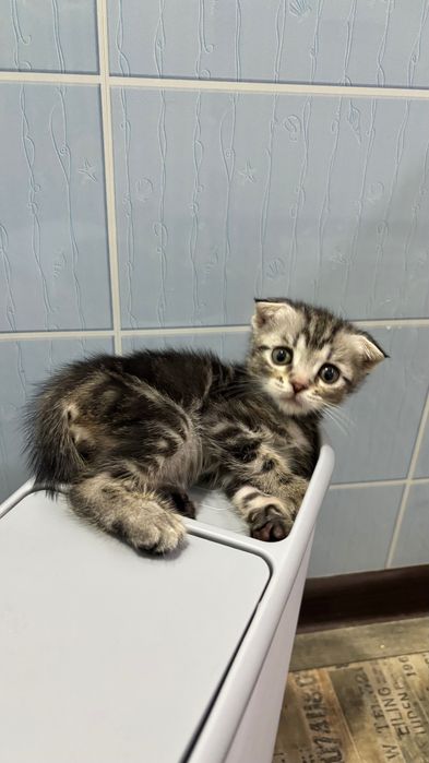 Отдам котят в добрые руки