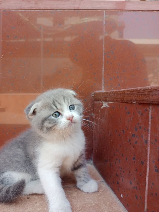 Вислоухие котята 
Предлагае
