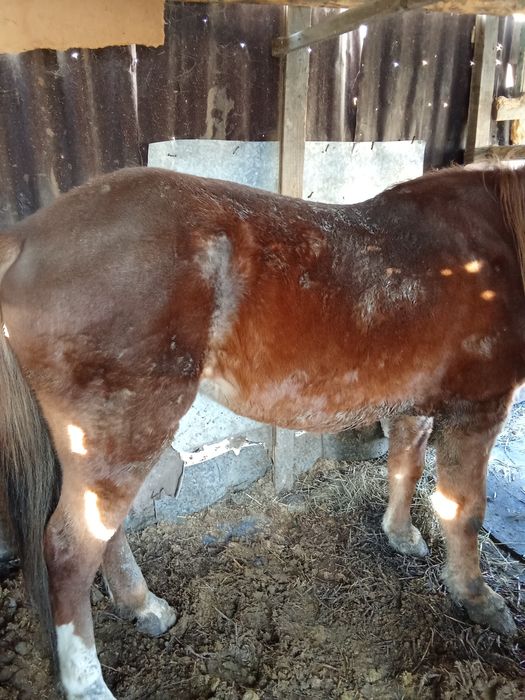 Продаю жерепца жырный