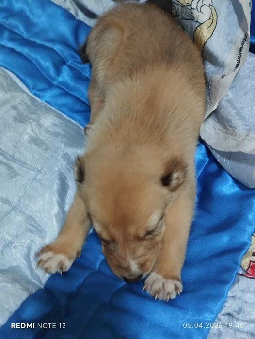 продам очаровательных малышей