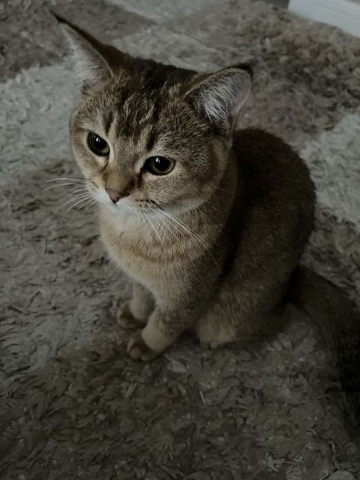 Кошка Золотая шиншилла девочка 1 год