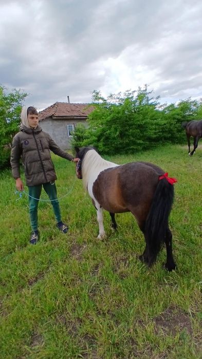 Vând poneita  de 5 ani gestanta