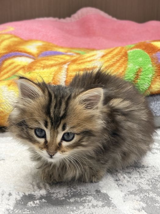 Отдам котенка в добрые руки
