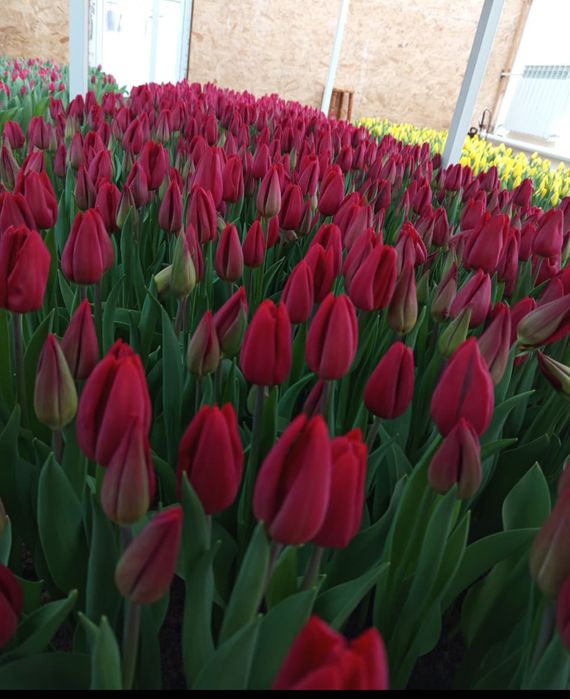 Тюльпаны по оптовой цене в розницу.