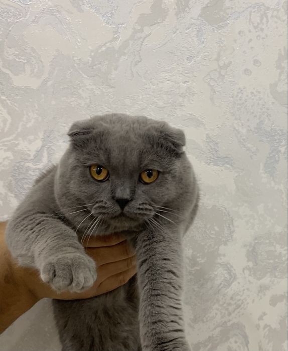 Men jinsiy aloqada bolgan ayolni suratga oldim.