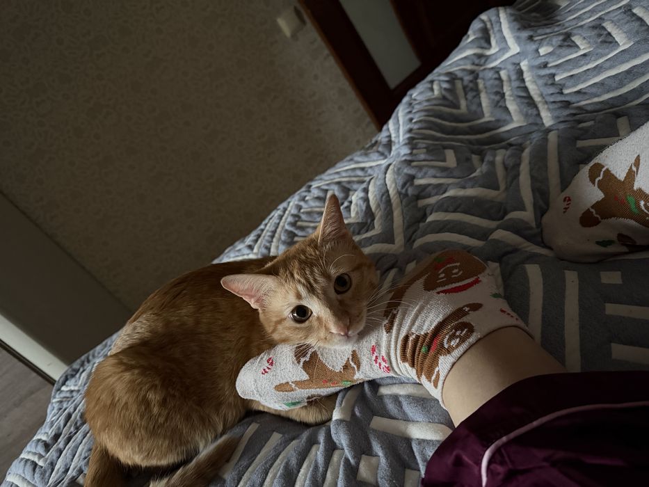 Отдам кота в добрые руки