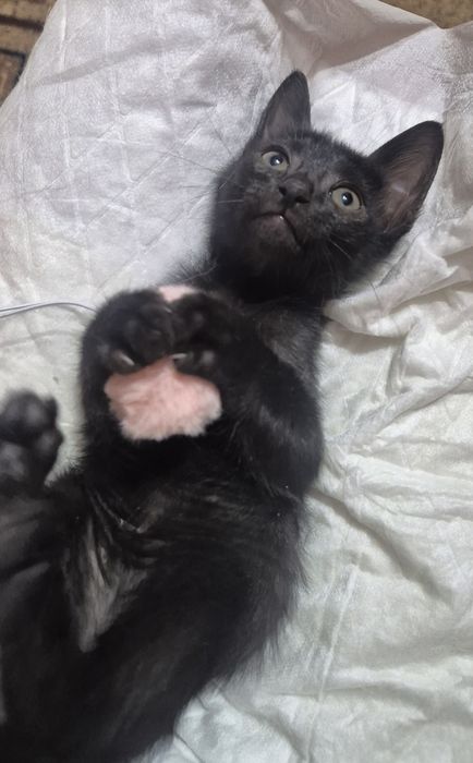 Котята мальчик и девочка