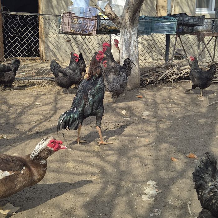 Петух бойцовый    .  .