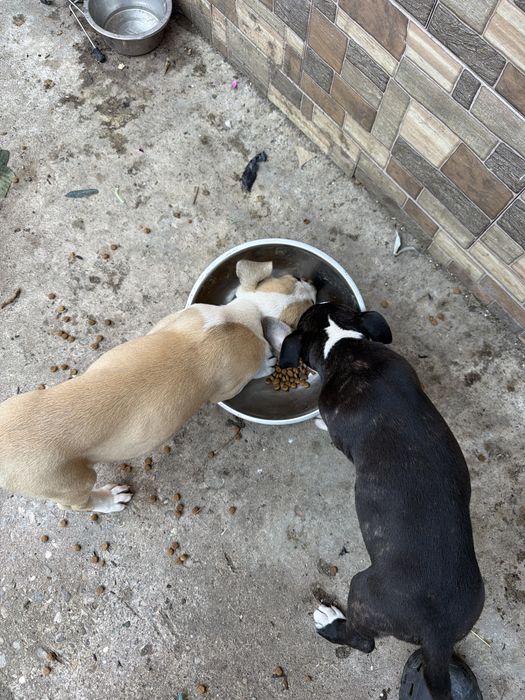 2 cateluse amstaff cauta familie iubitoare