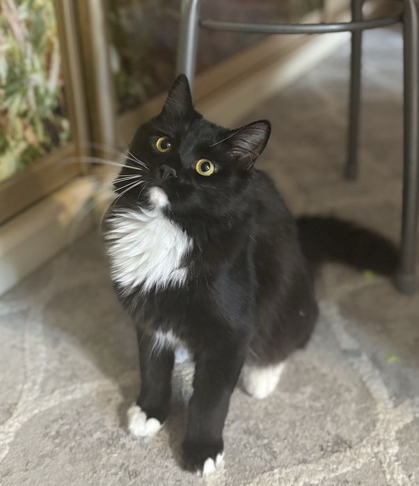 Домашняя кошечка в добрые руки