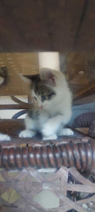 Отдадим котят в добрые руки. Бесплатно. Мушукчалар бепул берилади