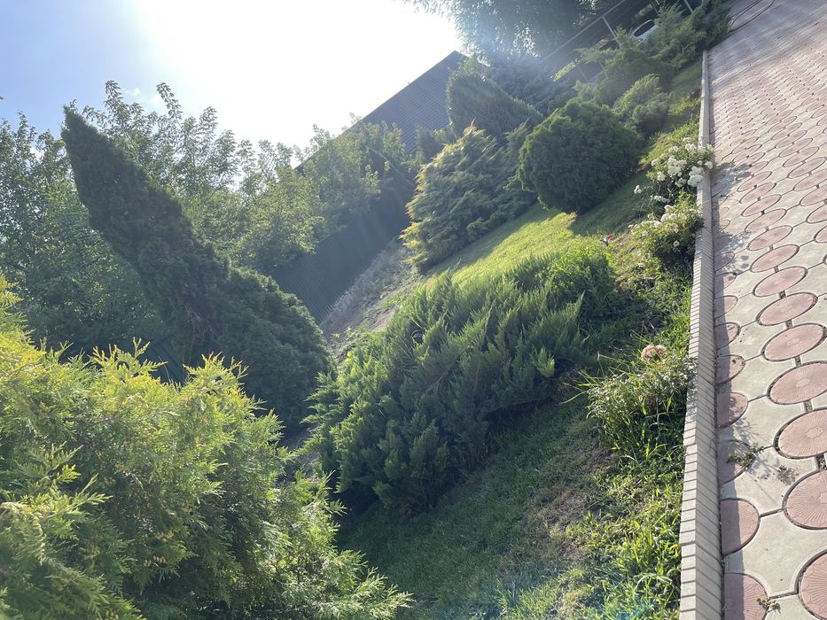 Голубая ель, сосны, туи