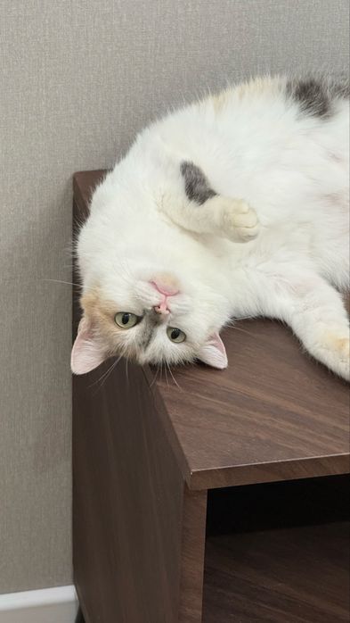 Отдам кошку в добрые руки