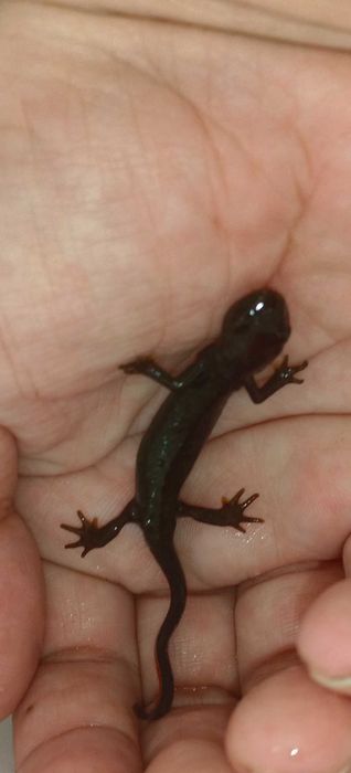 Тритоны огненнобрюхие