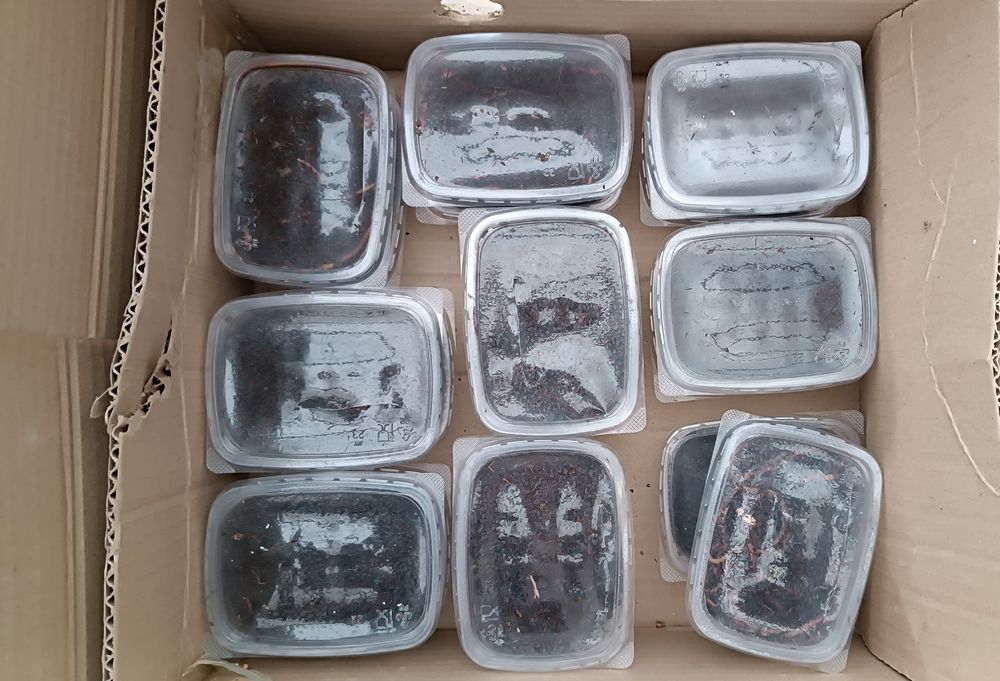 Черви навозные для рыбалки