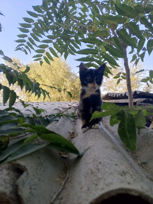 Отдам котят в добрые руки)