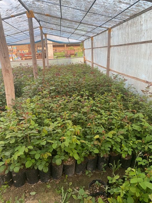 Розы  розы  розы