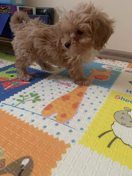 Maltipoo fetita jucausa