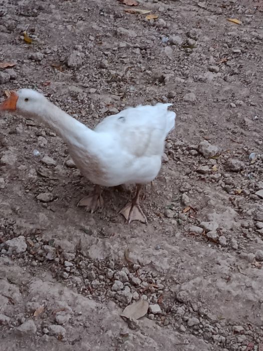 Gʻozlar sotiladi